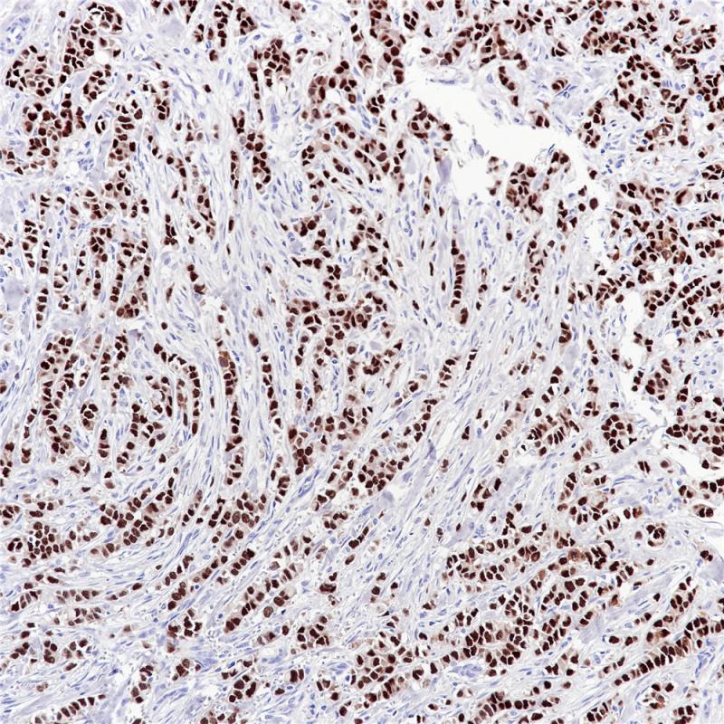 亚洲男人片片在线观看