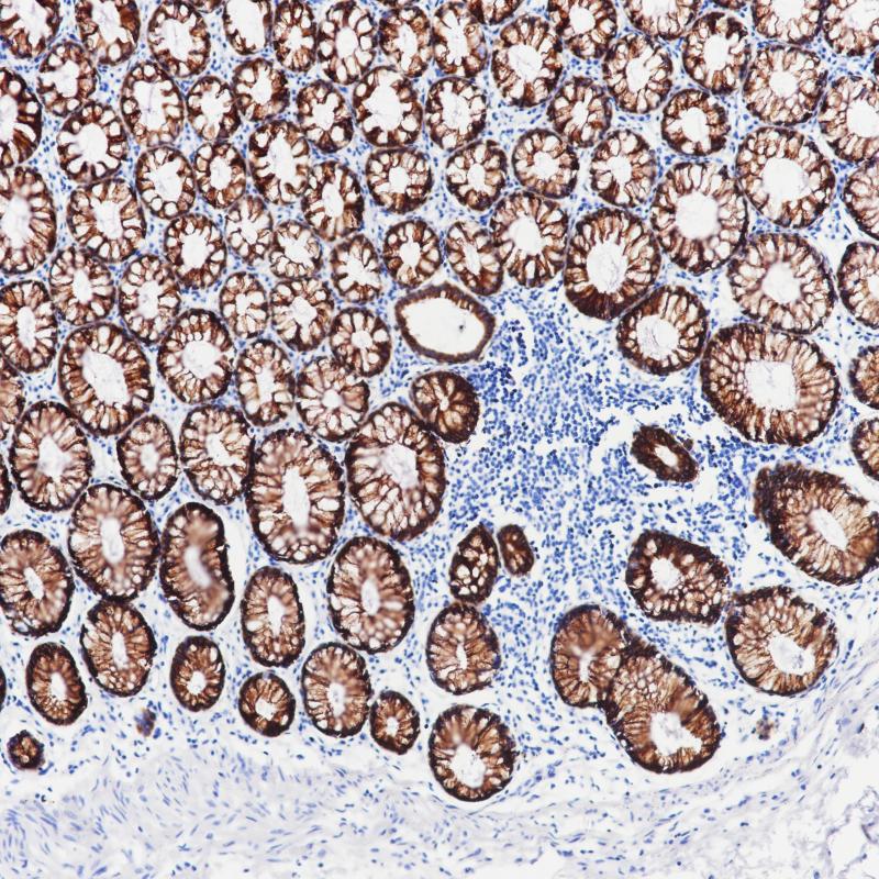 亚洲男人片片在线观看
