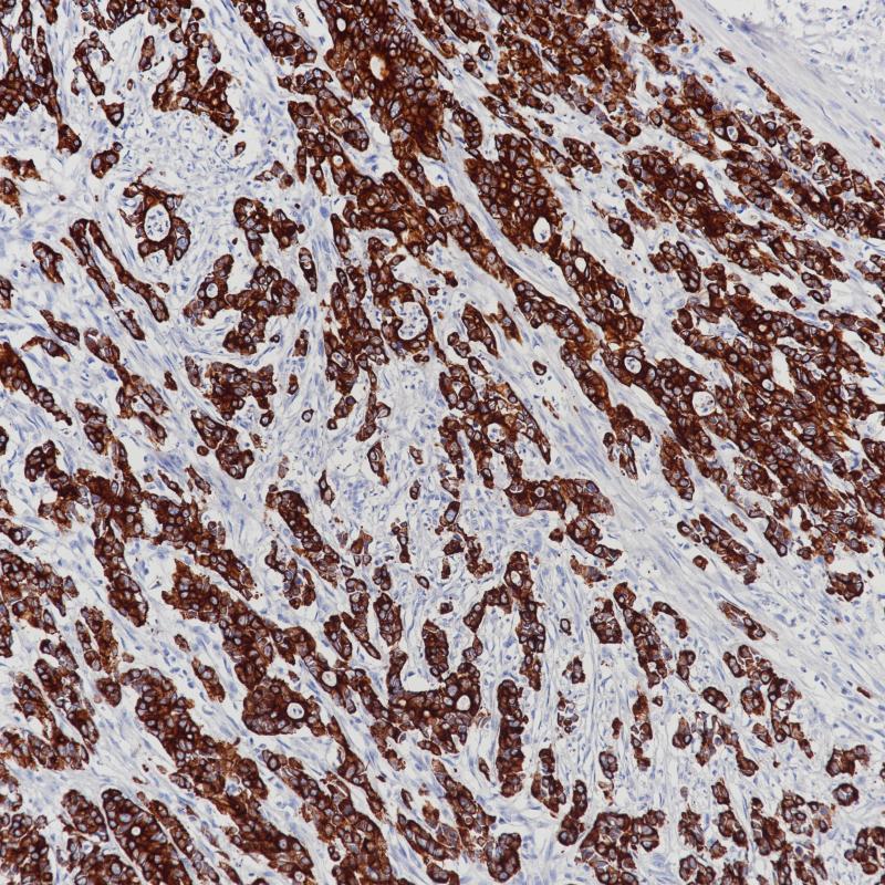 亚洲男人片片在线观看