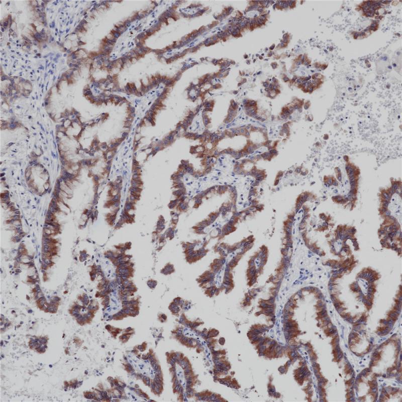 亚洲男人片片在线观看