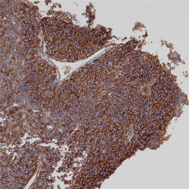 亚洲男人片片在线观看