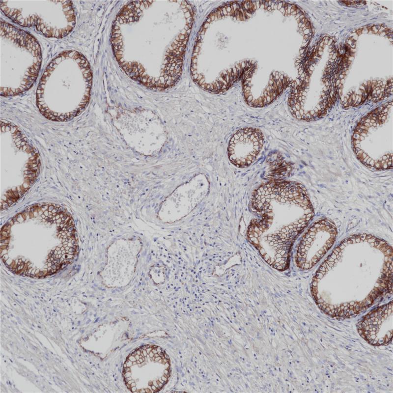 亚洲男人片片在线观看