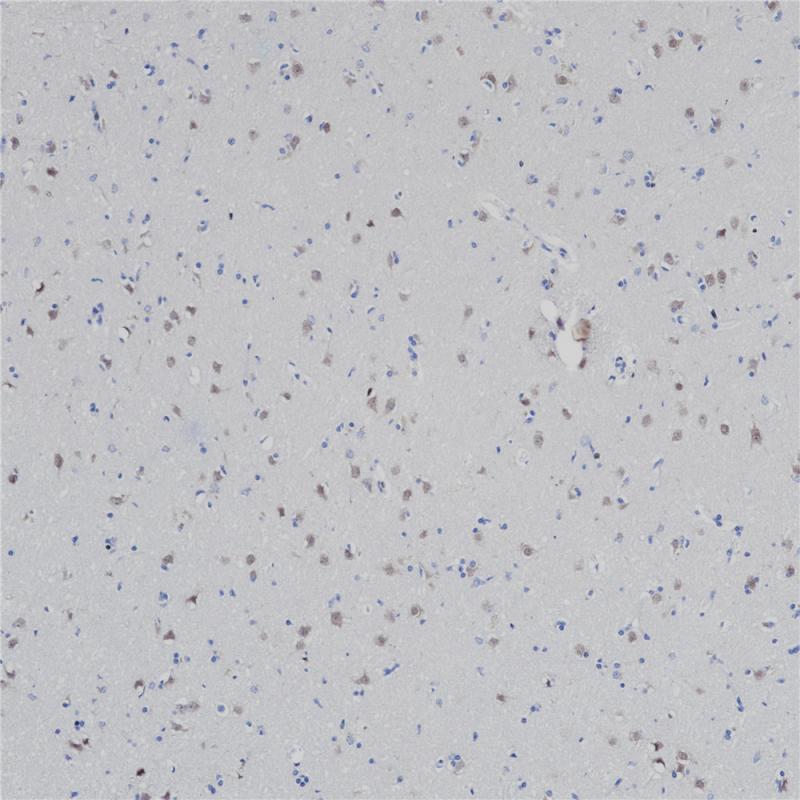 亚洲男人片片在线观看