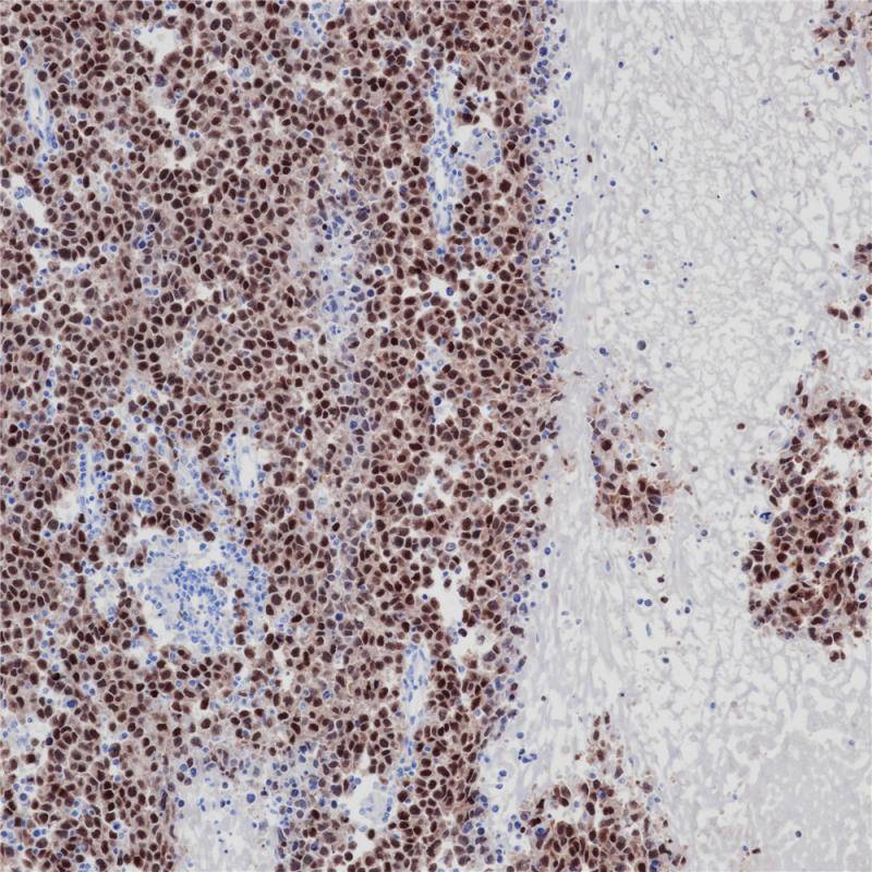 亚洲男人片片在线观看