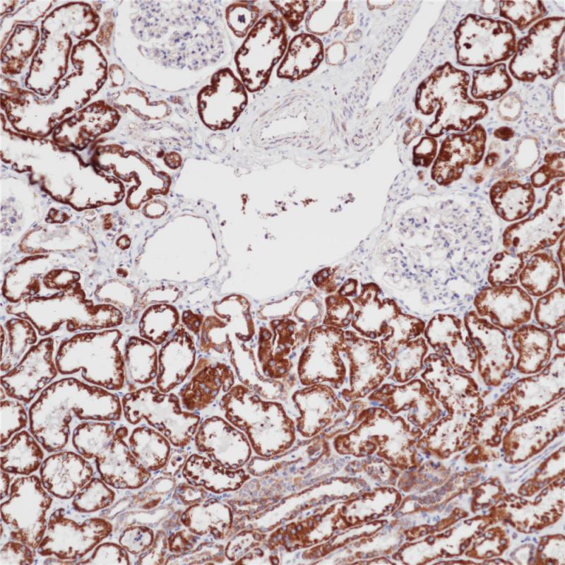 亚洲男人片片在线观看