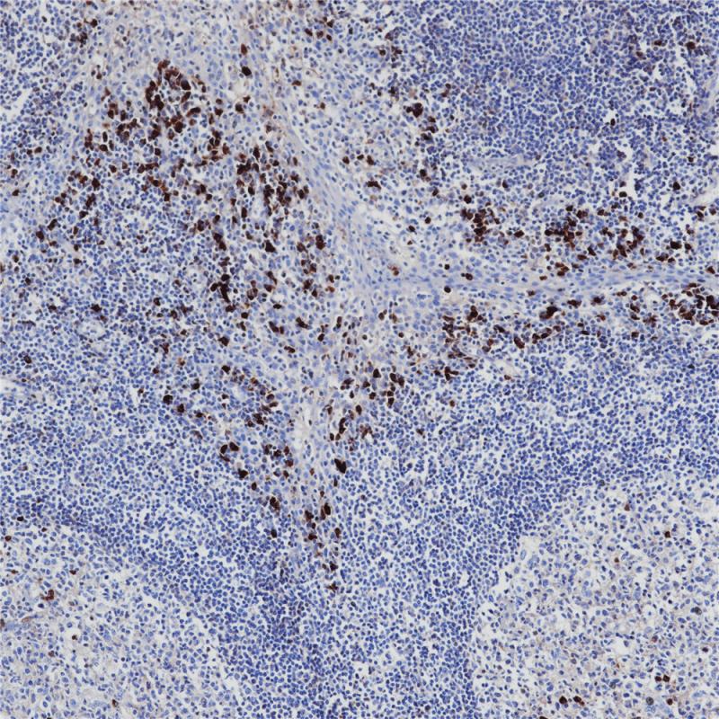 亚洲男人片片在线观看