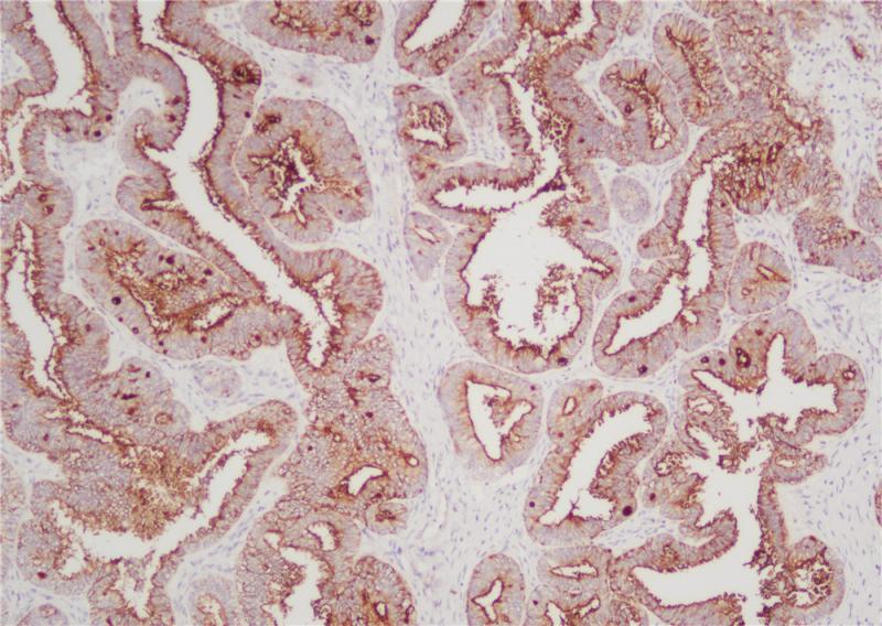 亚洲男人片片在线观看