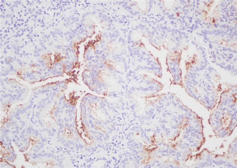 亚洲男人片片在线观看