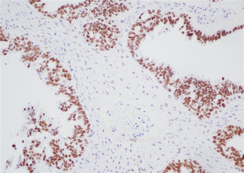 亚洲男人片片在线观看