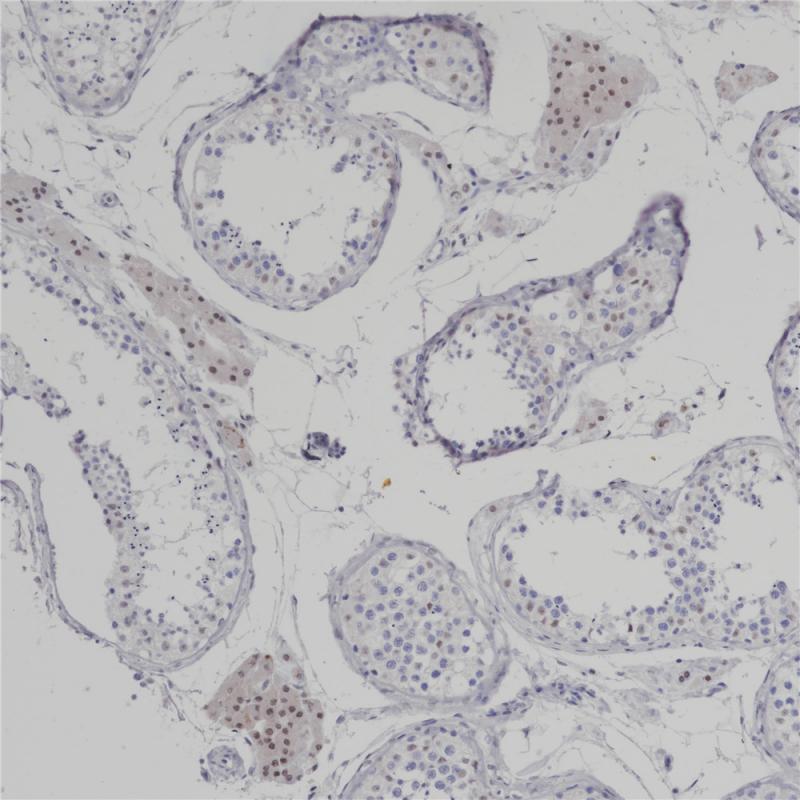 亚洲男人片片在线观看