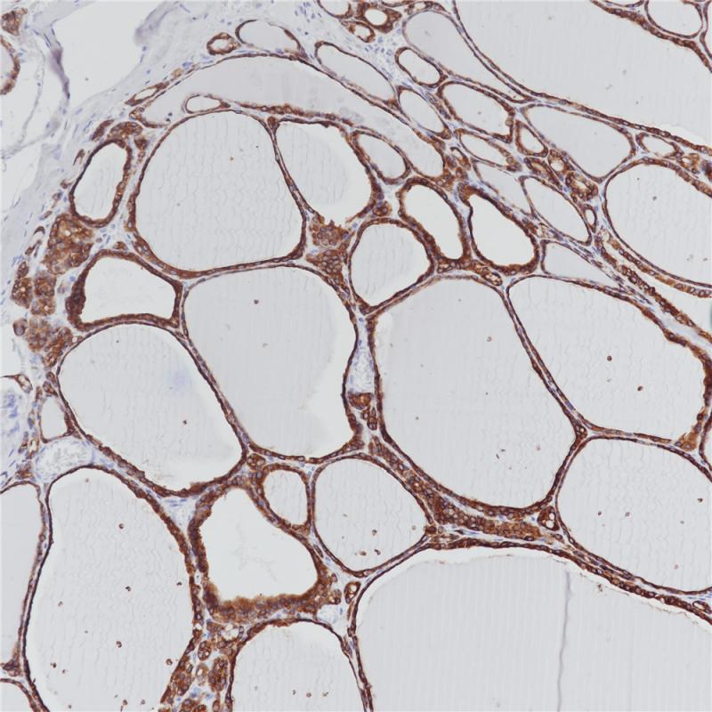 亚洲男人片片在线观看