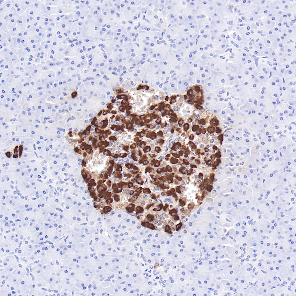 胰腺Glucagon（BP6265）染色